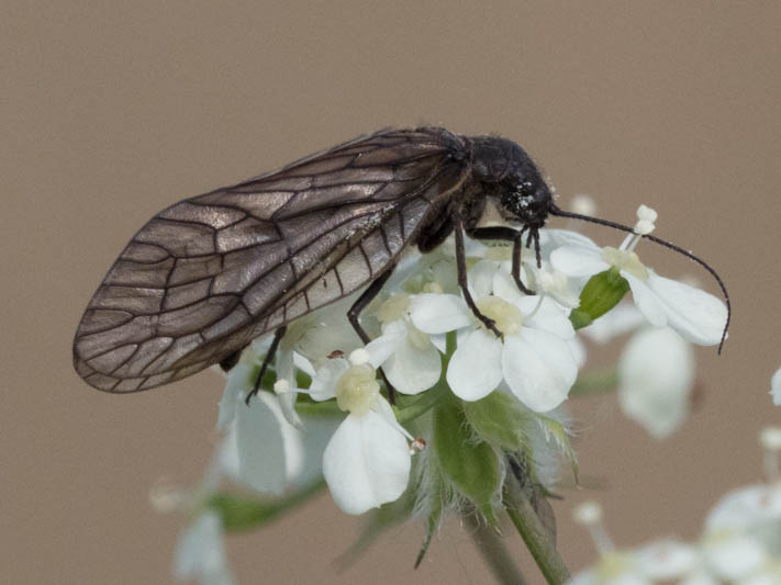 Sialis lutaria (Alderfly).jpg